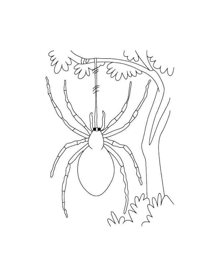 Раскраски пауки паук для детей (паук)