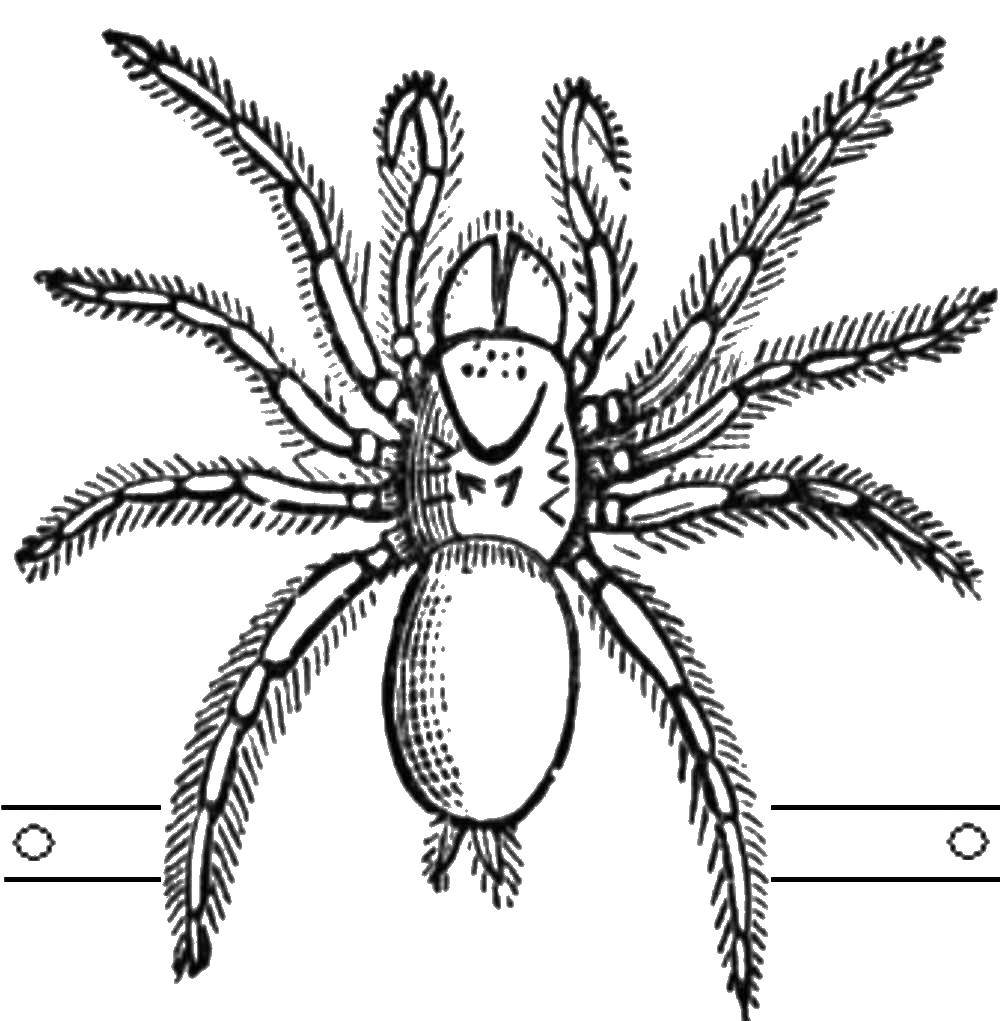 Раскраска на тему насекомых и пауков для детей (паук)