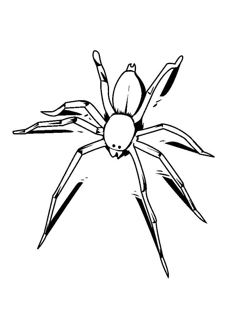 Раскраска паук на фоне листьев (пауки, насекомые)