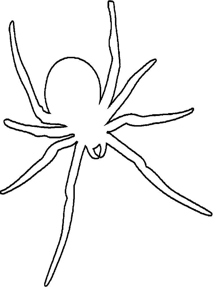 Раскраски на тему пауков и насекомых для детей (пауки)