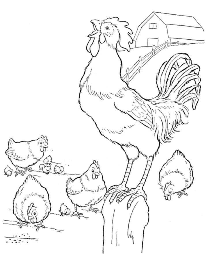 Раскраски домашних животных: петухи, цыплята, курицы и ферма (курицы, ферма)
