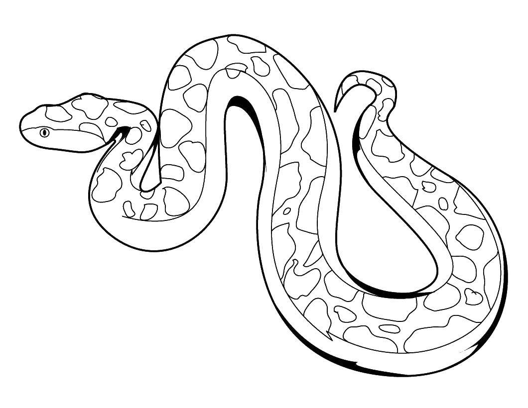 Раскраска змеи питона для детей (питоны, вместе)