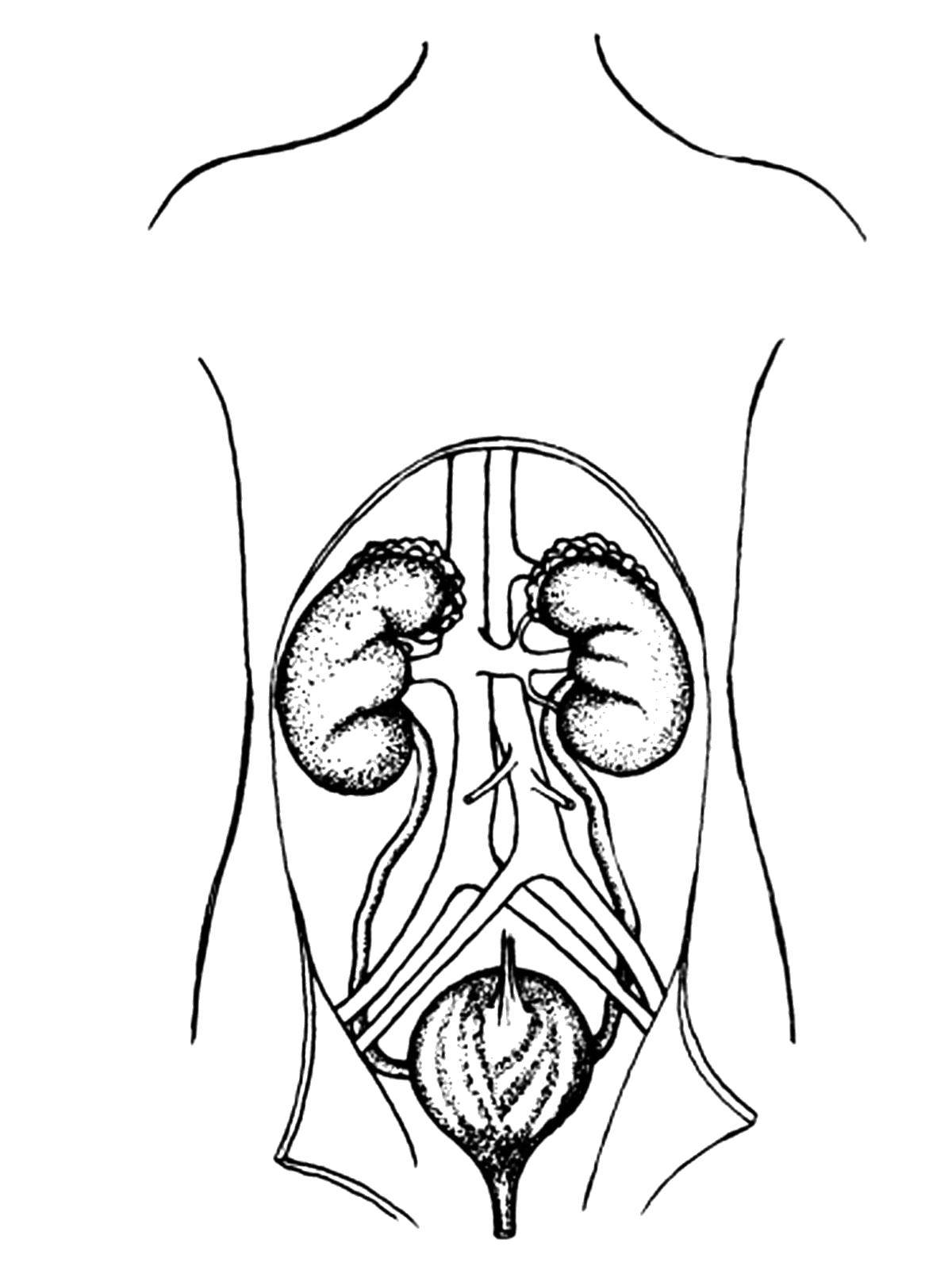 Раскраска человеческого тела с изображением органов, выделительной системы и мест их расположения