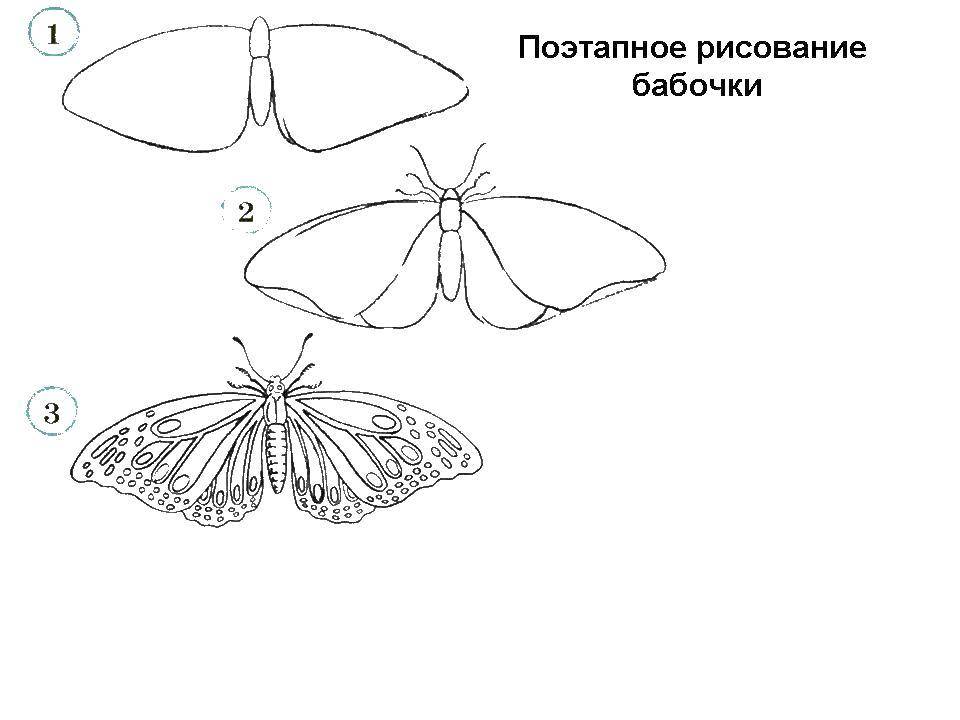 Карандашная рисованная бабочка (бабочка)