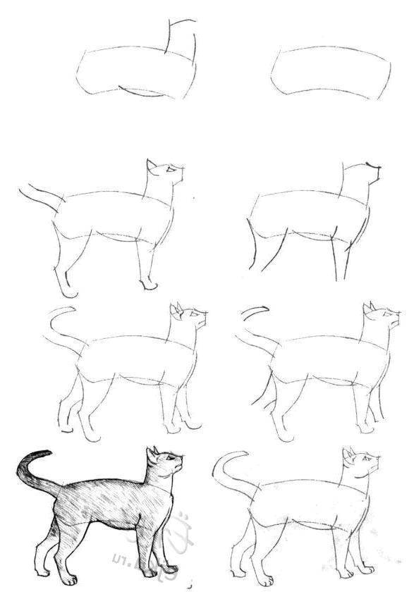 Раскраска животных: кот (кот, поэтапно)