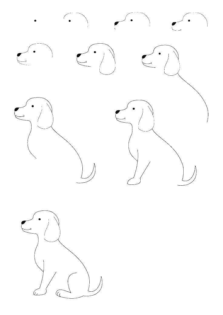 Раскраска с изображением собаки (собака, поэтапно)