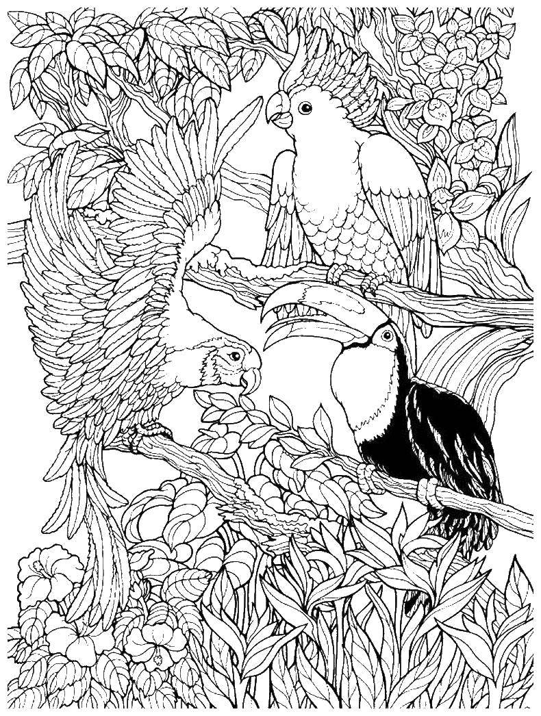Раскраска с попугаем и туканом для детей (попугай, тукан)