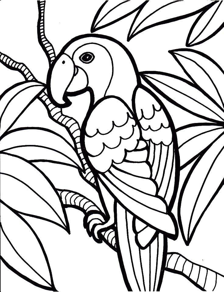 Раскраска птицы какаду (какаду, попугай)