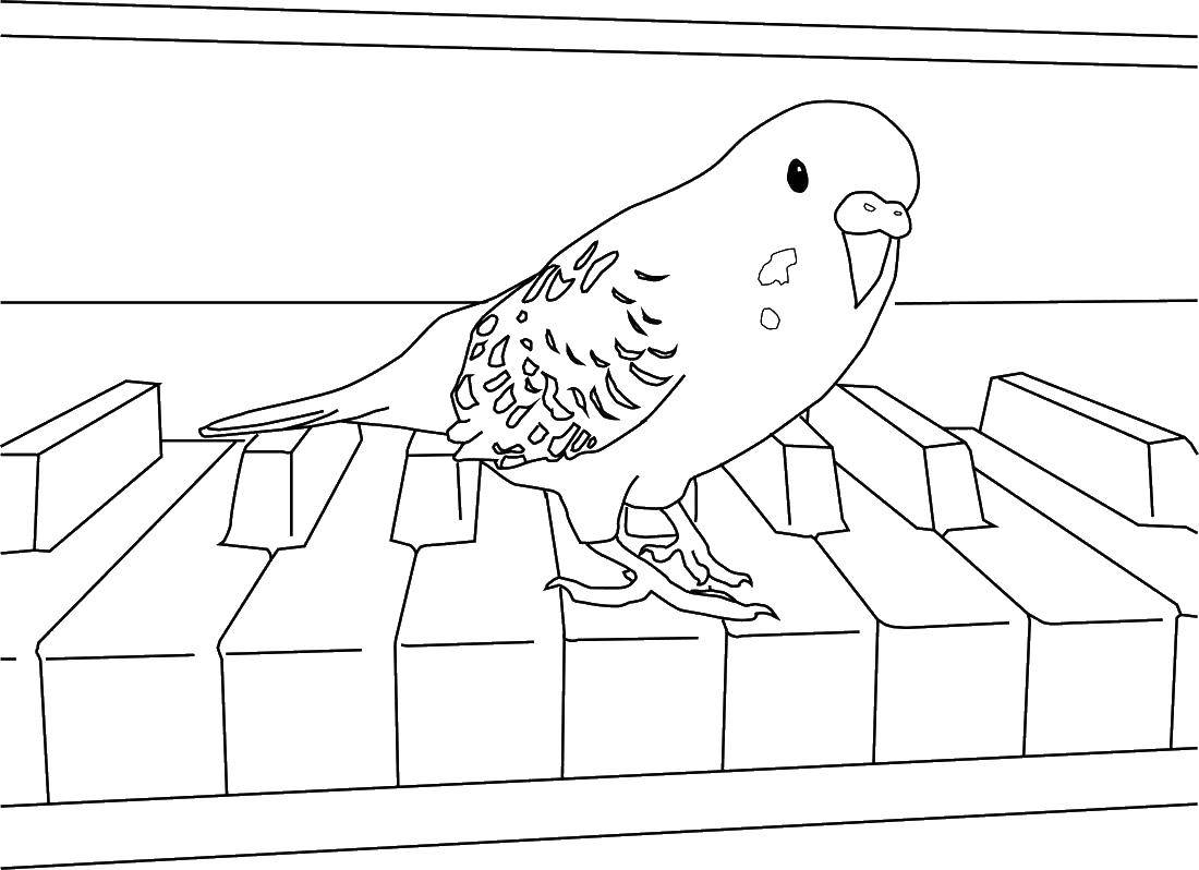Раскраска птицы попугая на ветке с клавишами (птицы, попугаи, клавиши)