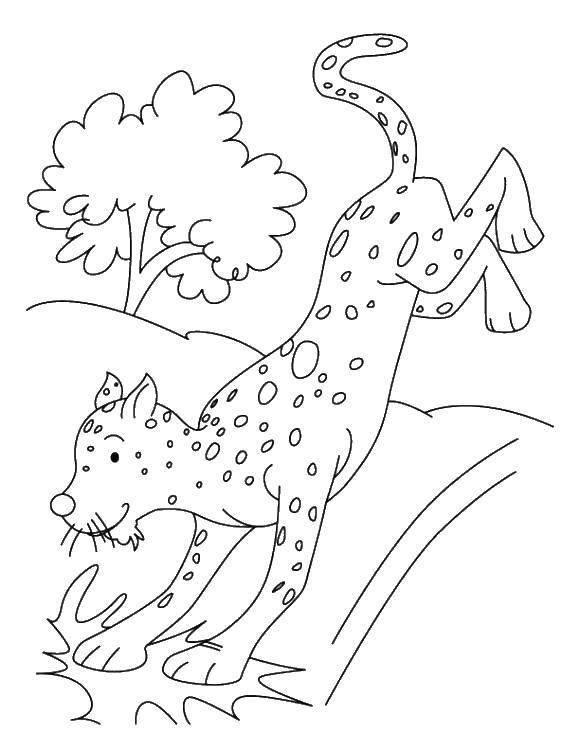 Раскраска с леопардом для детей (леопард)