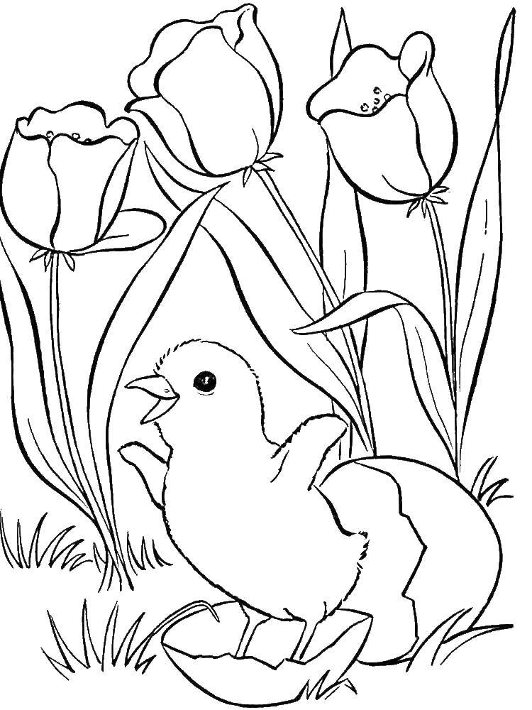 Раскраски животных цыпленок весна для детей (животные, цыпленок, весна, развивающие)