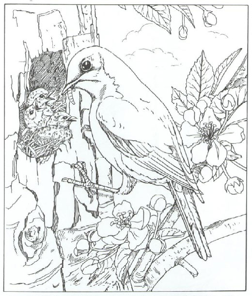 Птица кормит птенцов в дупле дерева - раскраска для мальчиков (птица)