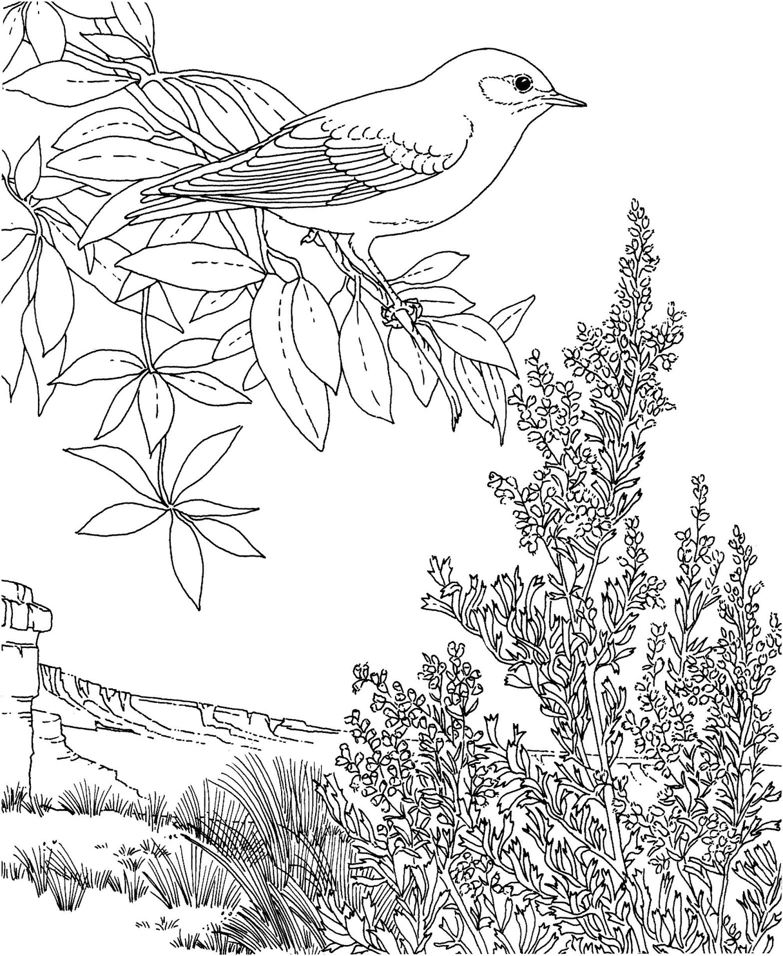 Птица на дереве фоне гор - раскраски для детей мальчиков