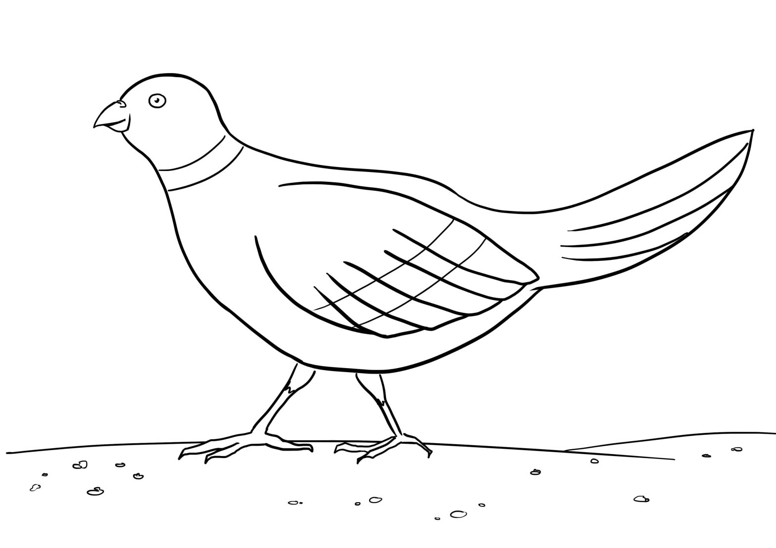 Раскраска птицы для мальчиков (изображения)
