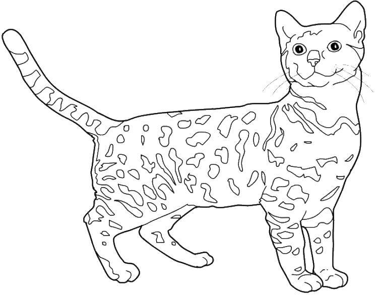 Раскраски кошка: хвост, усы, уши