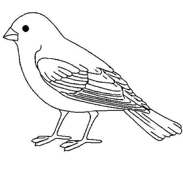 Раскраска птицы воробей (птицы, воробей, игры)