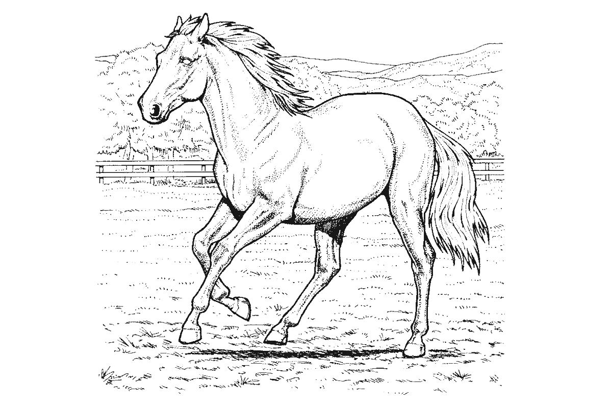 Раскраска лошади на ферме для мальчиков (лошади)