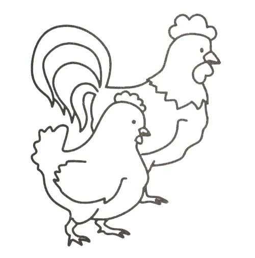 Раскраска домашнего животного - петух и курица для детей (животные, петух, курица)