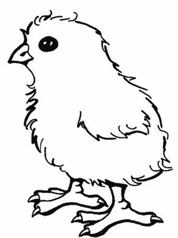 Раскраска цыпленок для детей (животные, домашние, цыпленок)