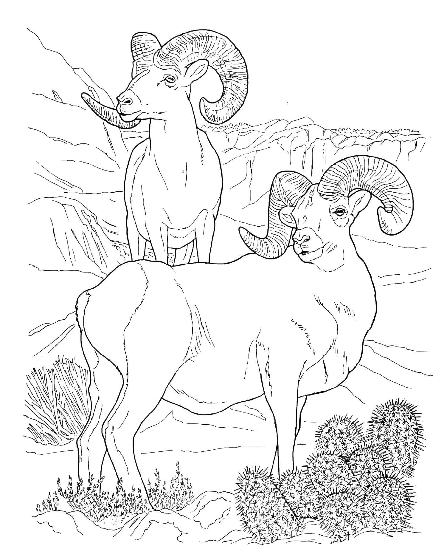 Раскраска барана и овцы для детей (баран)