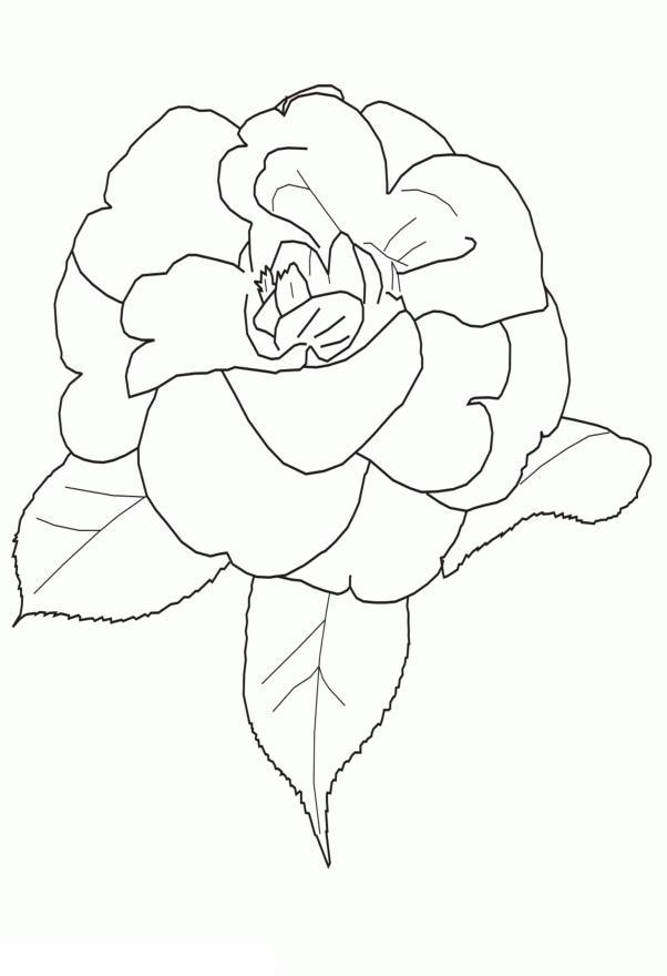 Раскраска цветок - роза с листьями для детей (цветок, роза)