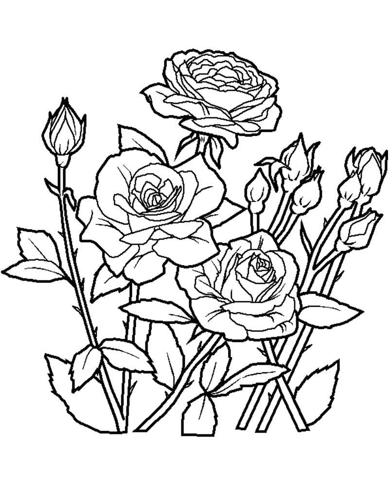 Раскраска цветов и роз для девочек (розы)