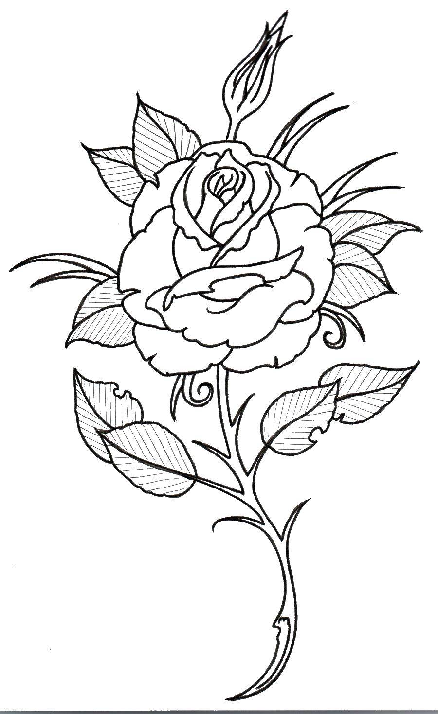 Контурная роза для раскрашивания (контуры, розы, цветы)