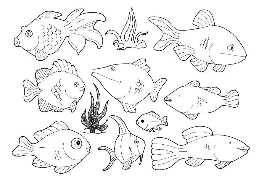 Раскраска с морскими рыбками для девочек (морское, море, рыбки)
