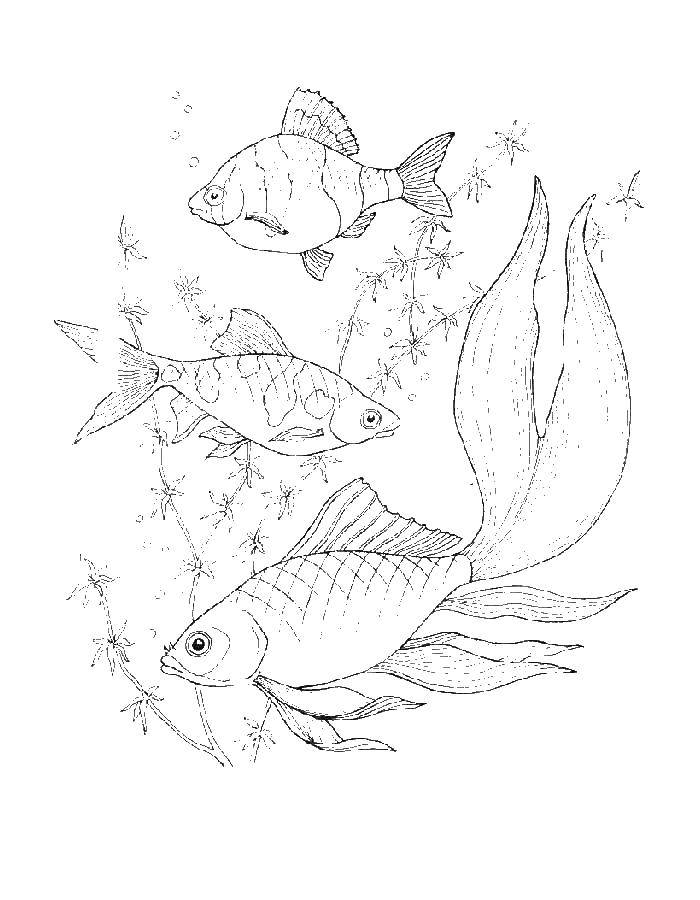 Раскраска с рыбами для мальчиков