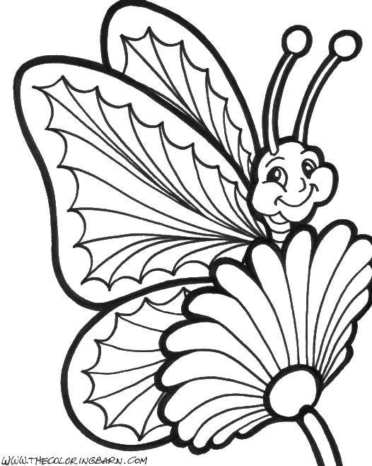 Раскраска бабочки Бабочка (бабочки, Бабочка, развивающие, занятие)