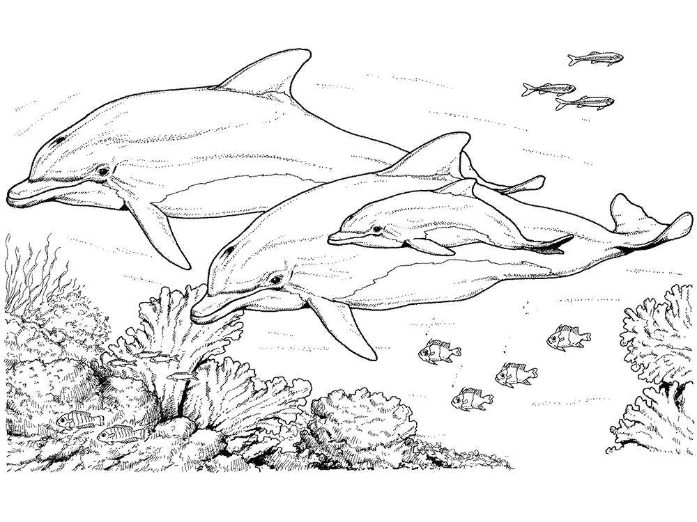 Раскраска дельфина в подводном мире для детей (дельфин, дети)