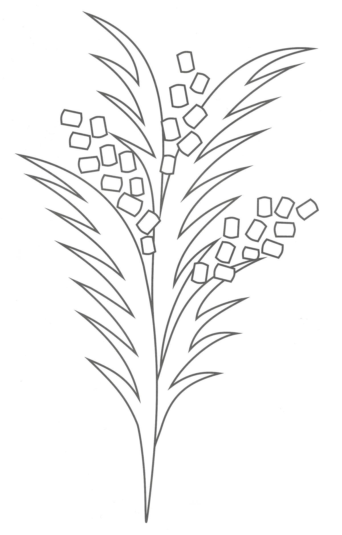 Раскраска цветок мимоза для мамы (мимоза)