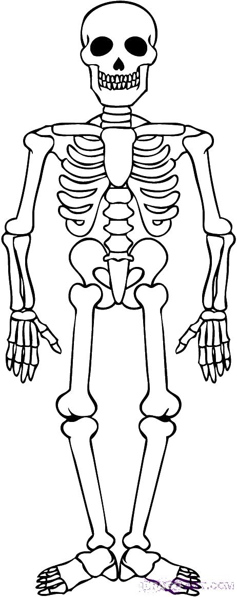 Раскраска Скелет человека для мальчиков бесплатно (Скелет)