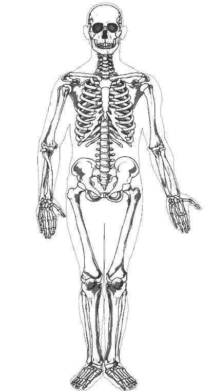 Скелет человека Раскраски для мальчиков бесплатно (скелет)