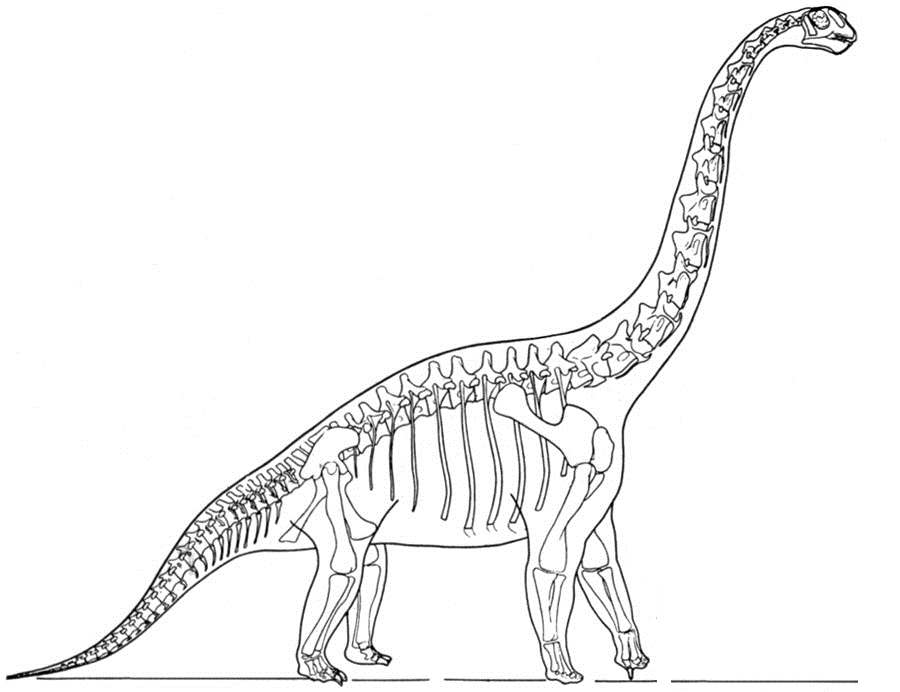 Раскраски скелета динозавра бронтозавра для мальчиков бесплатно (скелет, увлекательное)
