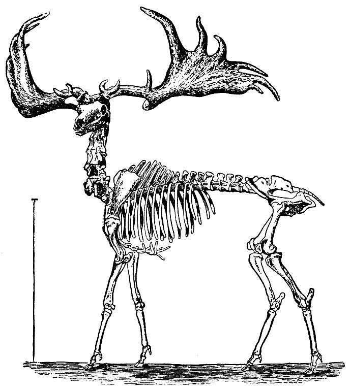 Раскраска Скелет оленя для мальчиков бесплатно (скелет, персонажи)
