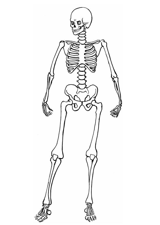 Раскраска скелета для мальчиков бесплатно (скелет)