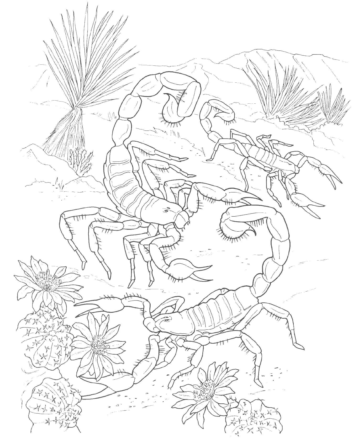 Раскраска Пустыня скорпион для детей