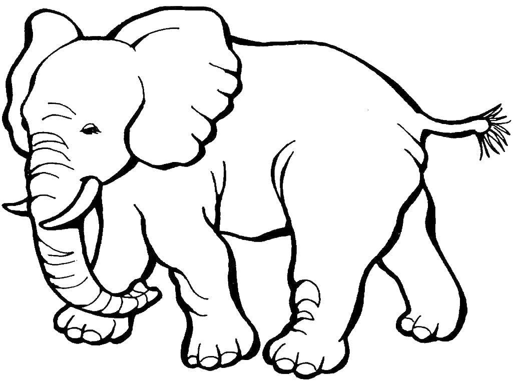 Раскраска слона с хоботом и бивнями (покрасить)