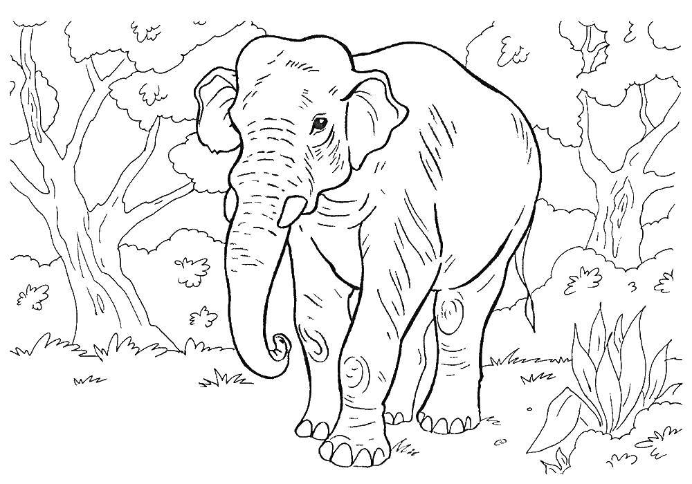 Раскраска дикого животного Слон для детей (животные, Слон, развивающие, интересные, дикие)