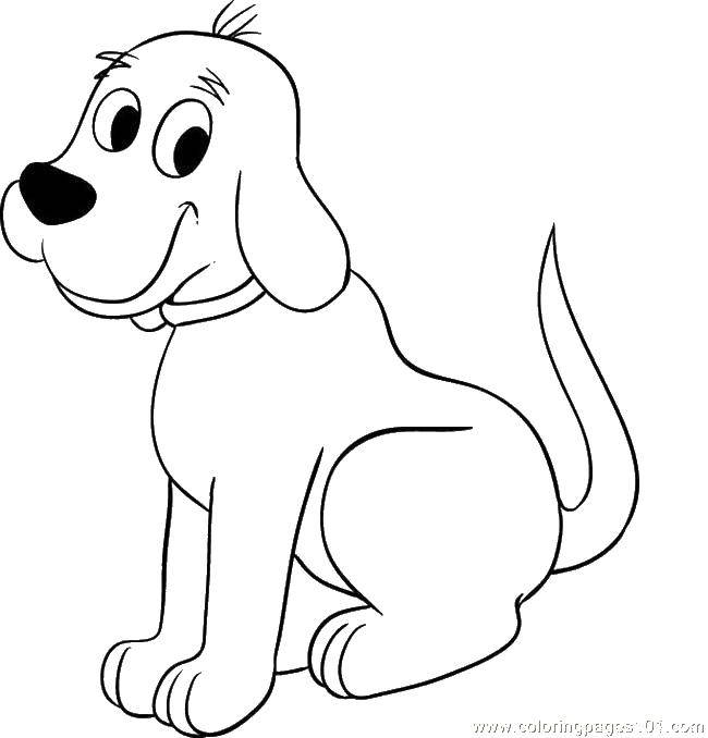 Раскраска собаки с ошейником и хвостом для детей (собака, ошейник, хвост)