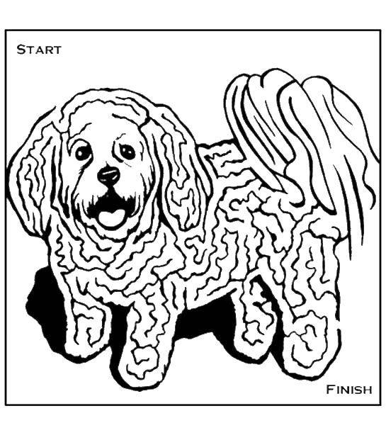 Раскраска лабиринт с изображением собаки (лабиринты, собака)