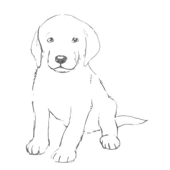 Раскраска с собакой, на которой изображены лапы, уши и хвост. Подходит для развивающих занятий детей. (Собаки, Хвост)