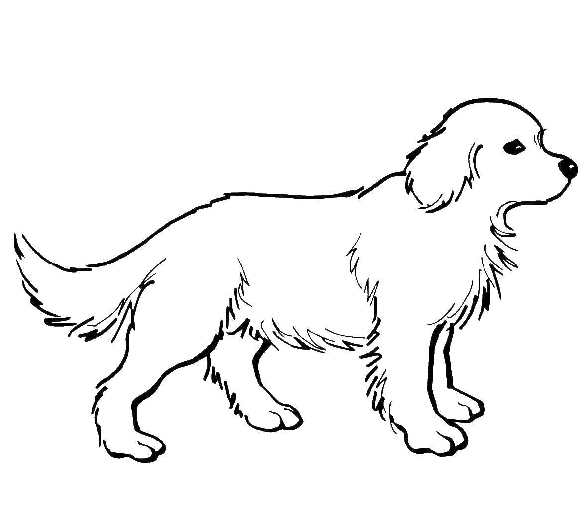 Раскраска домашней собаки для детей (собака, пес, хомяк)