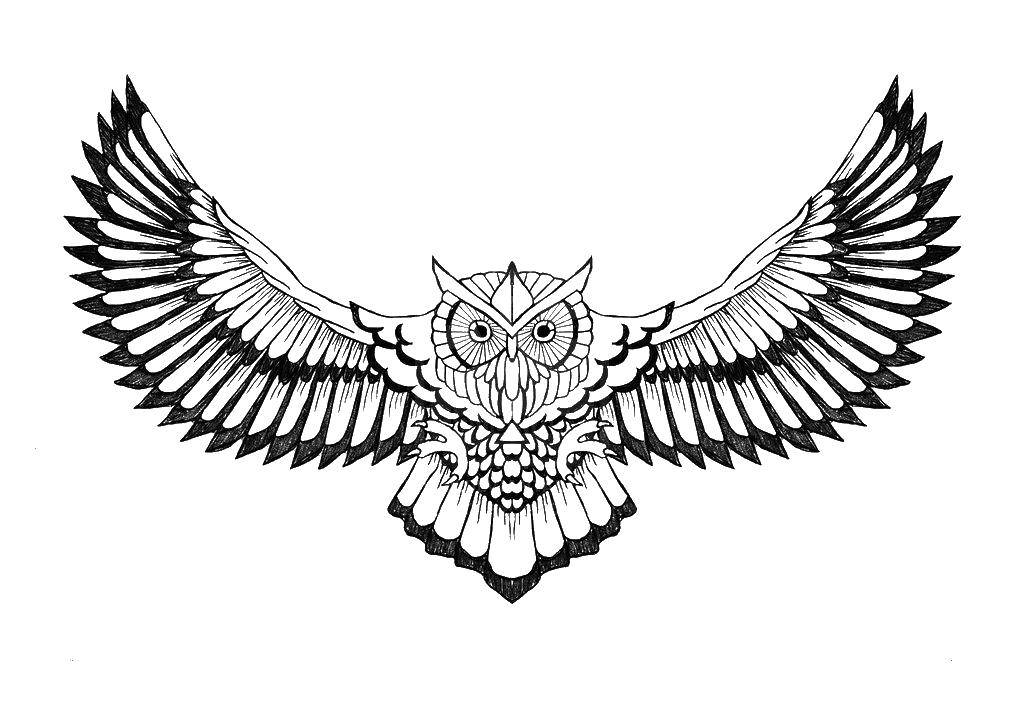 Раскраска совы в полете с раскрытыми крыльями (совы, крылья)