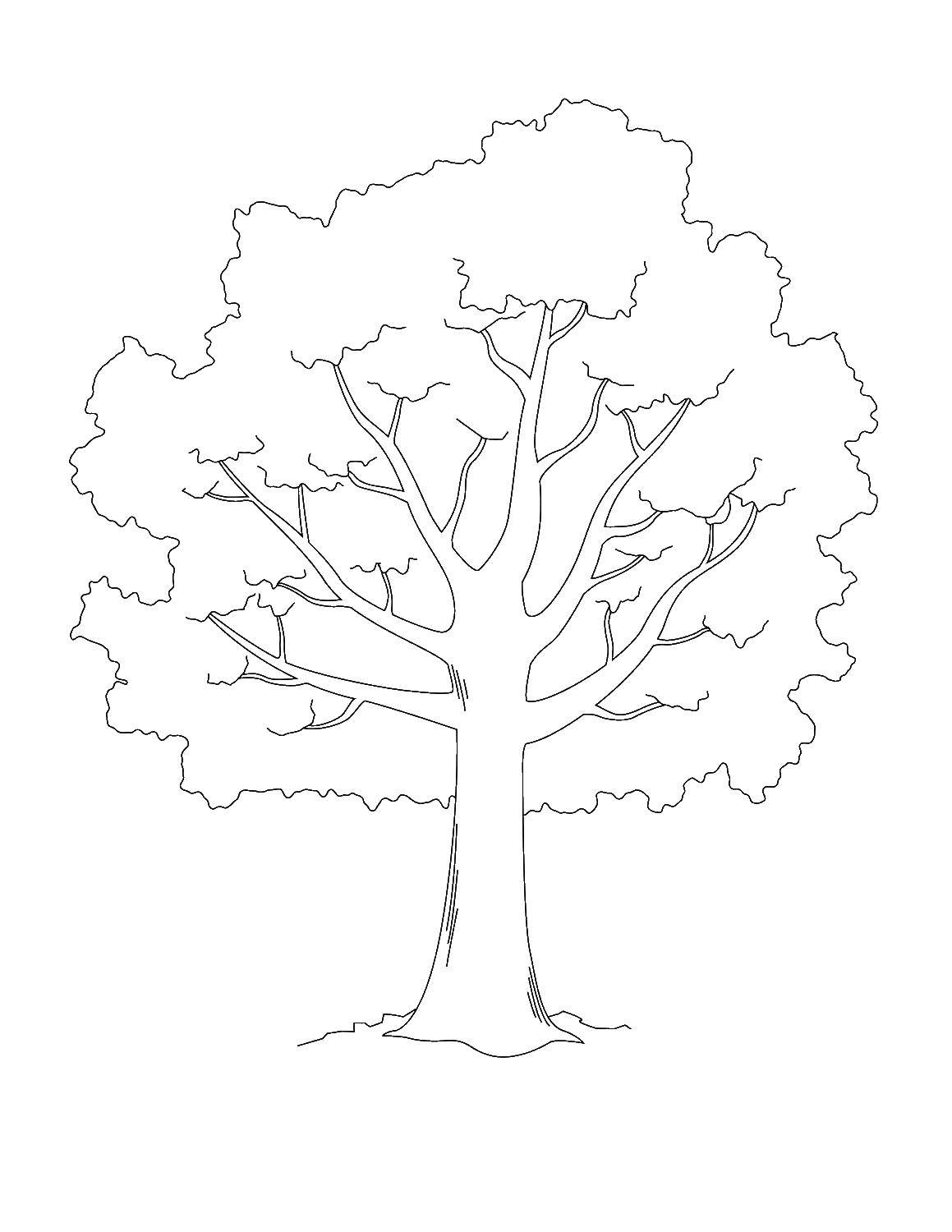 Контур дерева для раскраски (контур, дерево)