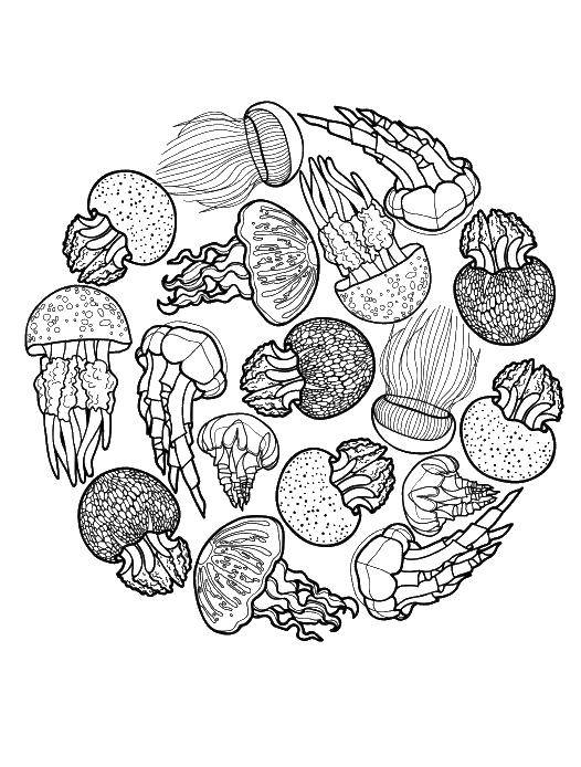 Раскраска медуза и другие морские обитатели подводного мира для детей (медуза, знания)