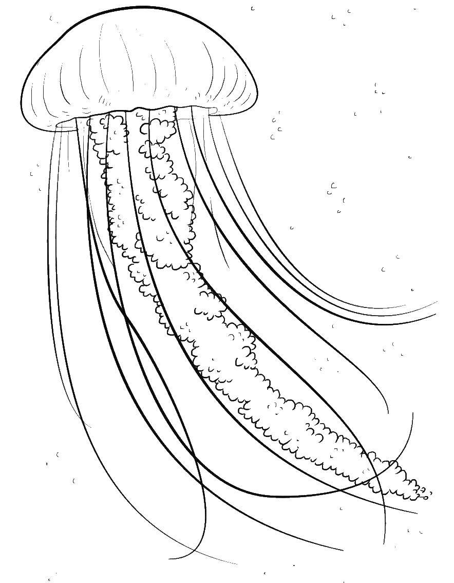 Раскраска морских обитателей: сцифоидная и медуза (сцифоидная, медуза)