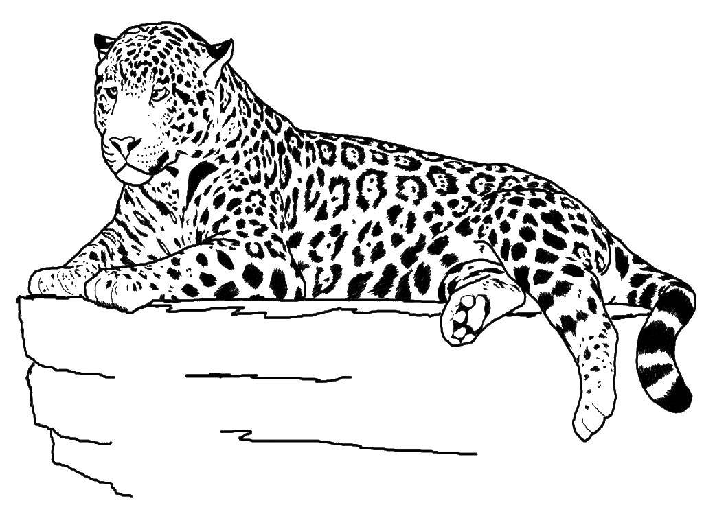 Раскраски диких животных тигр и камень для детей (животные, тигр, камень)