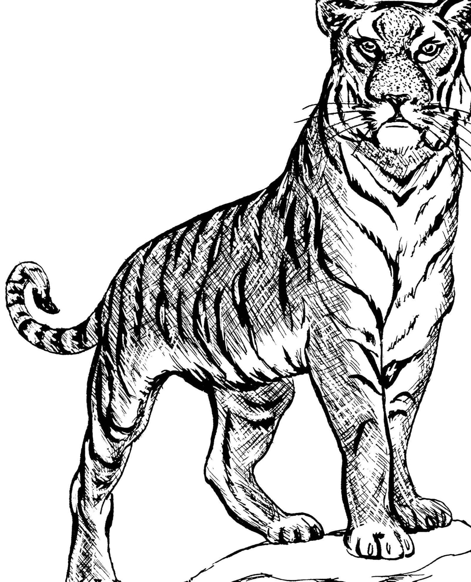 Раскраска животные: тигры (тигры)